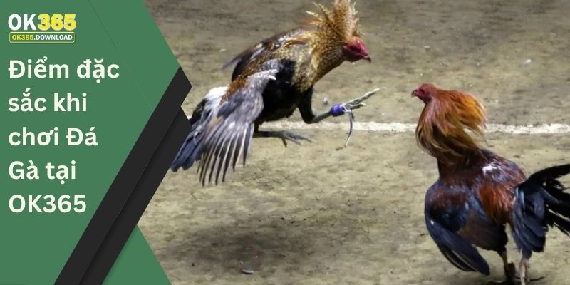 Điểm đặc sắc khi chơi Đá Gà tại OK365