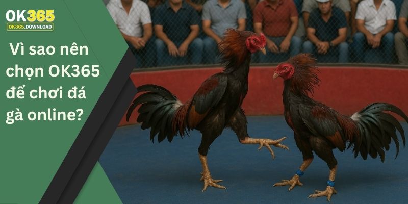 Vì sao nên chọn OK365 để chơi đá gà online